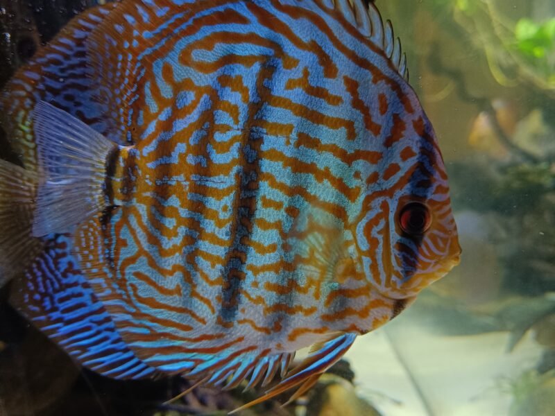 Vend groupe de discus don un couple