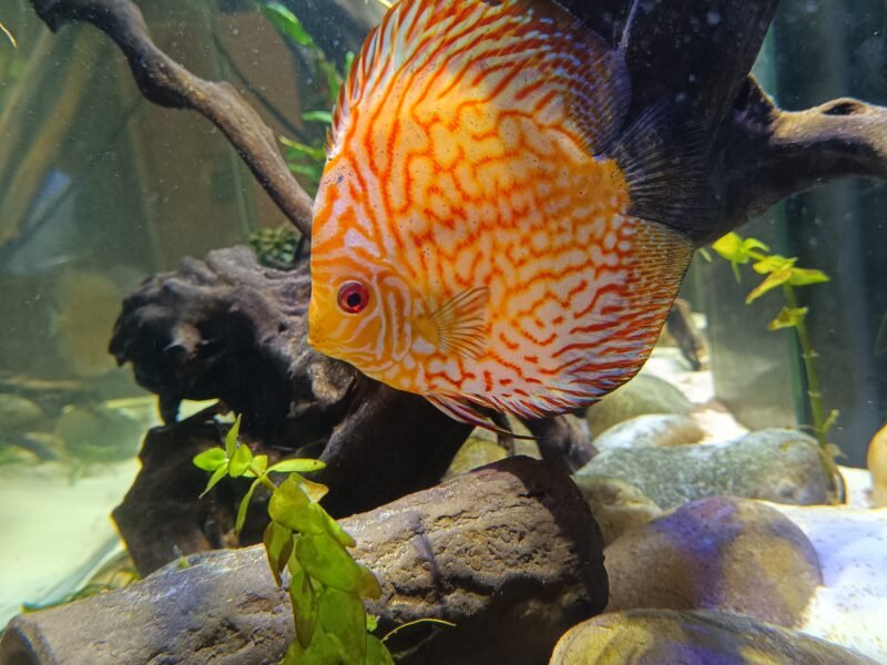 Vend groupe de discus don un couple