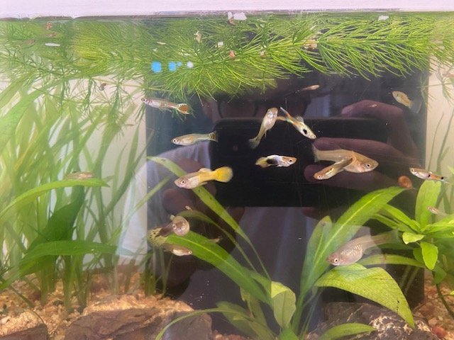 Guppys et Vallisneria + Planorbe offert