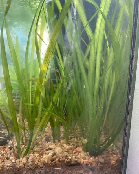 Guppys et Vallisneria + Planorbe offert