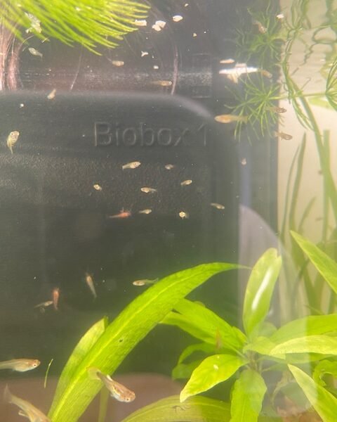 Guppys et Vallisneria + Planorbe offert