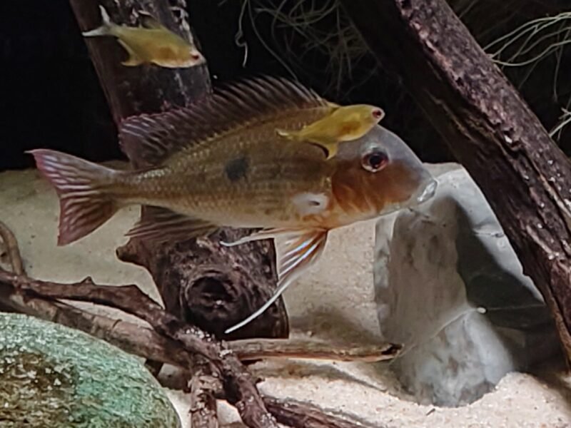 Scalaire, geophagus, L333