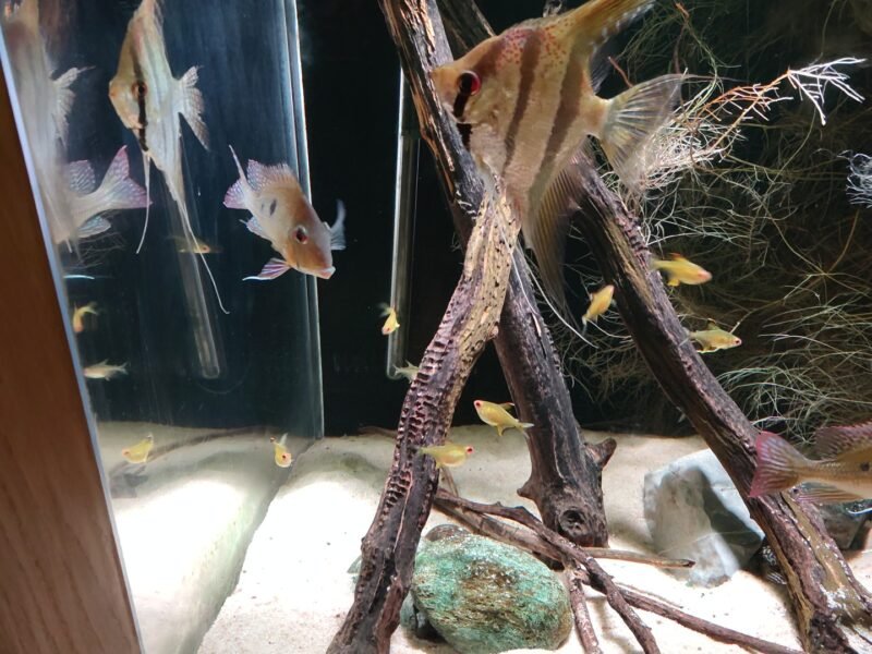 Scalaire, geophagus, L333