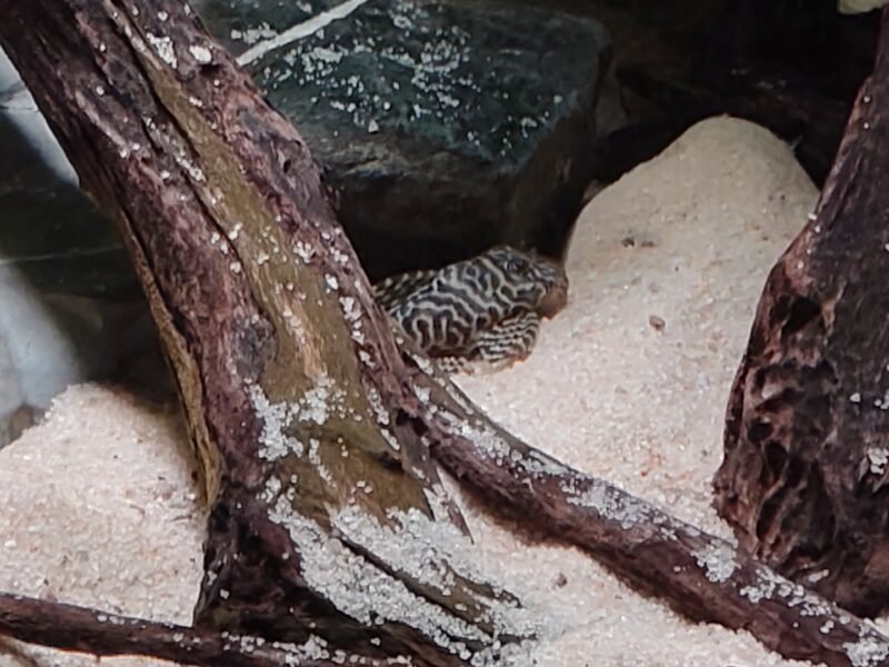 Scalaire, geophagus, L333