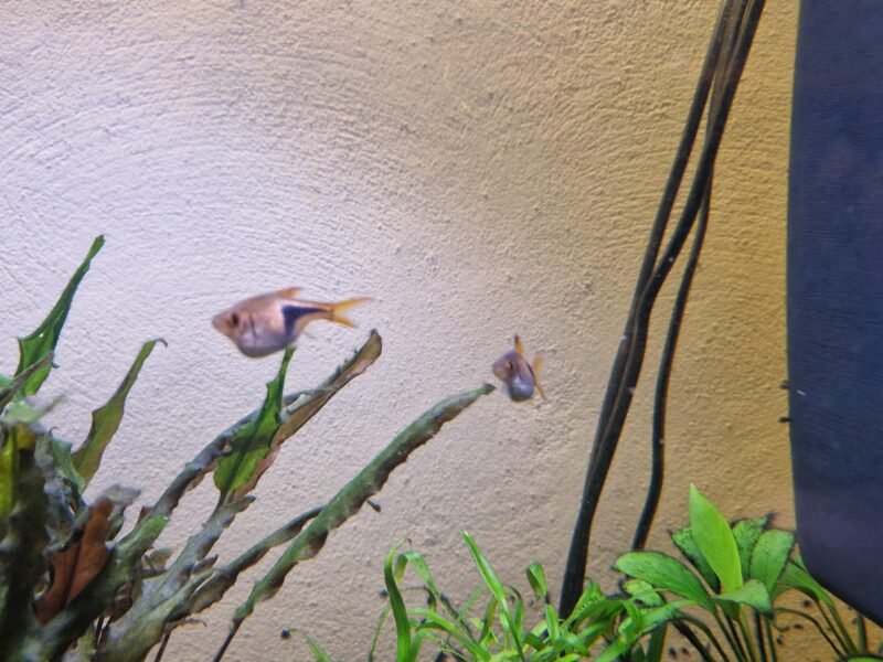 Rasbora arlequin