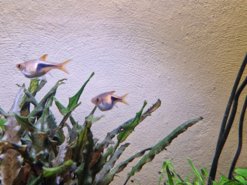 Rasbora arlequin