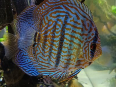 Couple discus