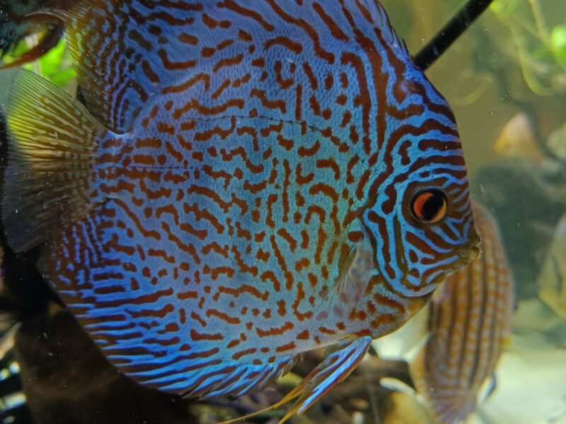 Couple discus