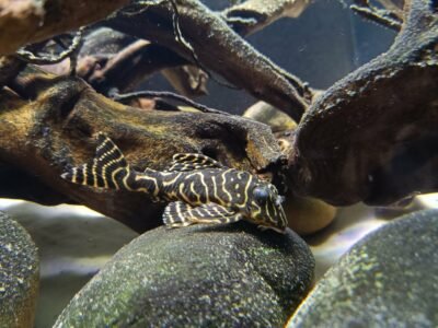 Hypancistrus zébra L333