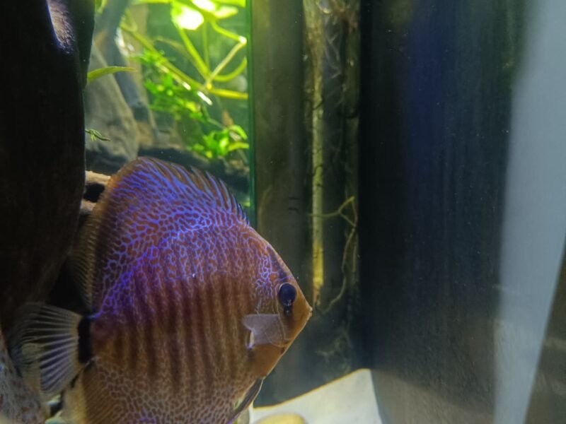 Couple discus
