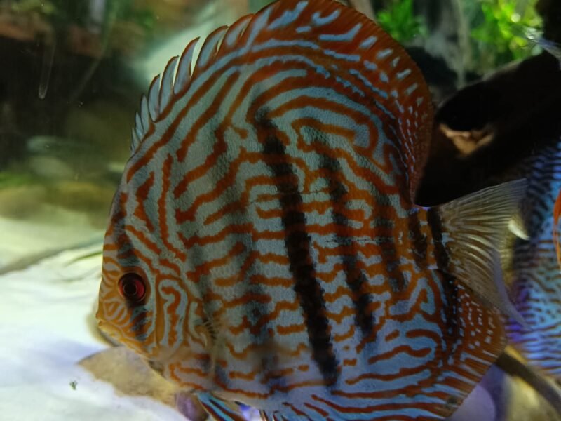 Couple discus