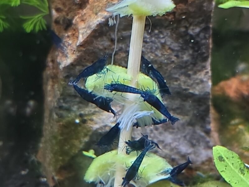 Crevettes Neocaridina Blue Velvet – Souche sélectionnée (Eau de conduite)