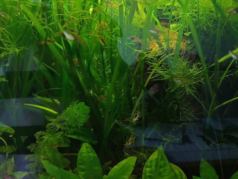donne plantes aquarium