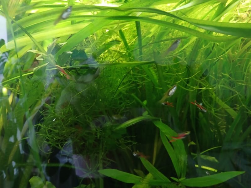 donne plantes aquarium