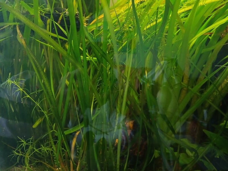 donne plantes aquarium