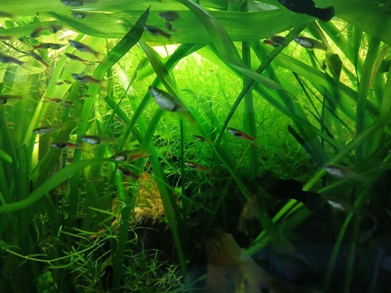 donne plantes aquarium