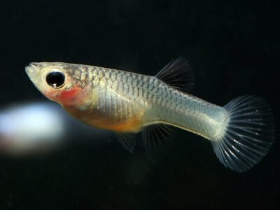 Guppys endler Femelles