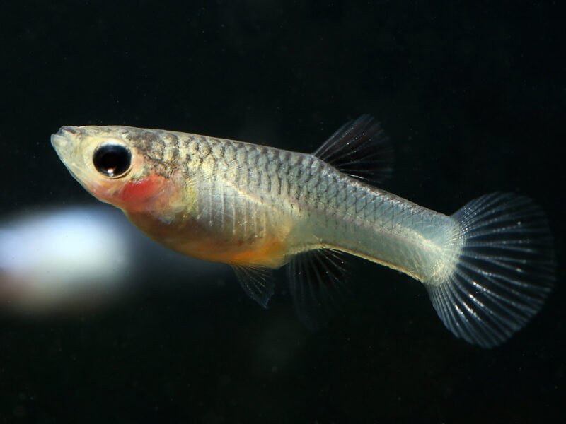 Guppys endler Femelles