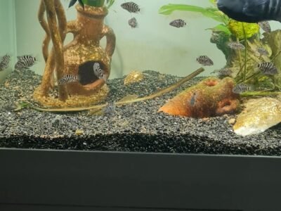 Don cichlidés zèbres