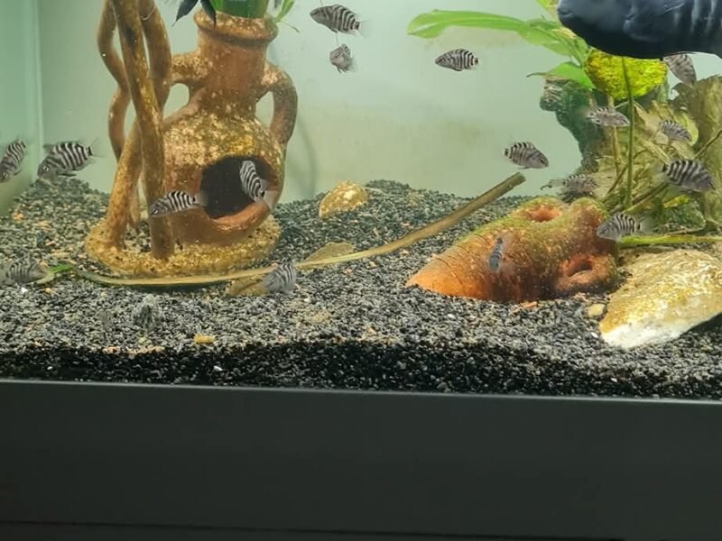 Don cichlidés zèbres