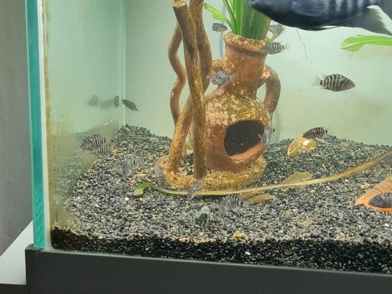 Don cichlidés zèbres