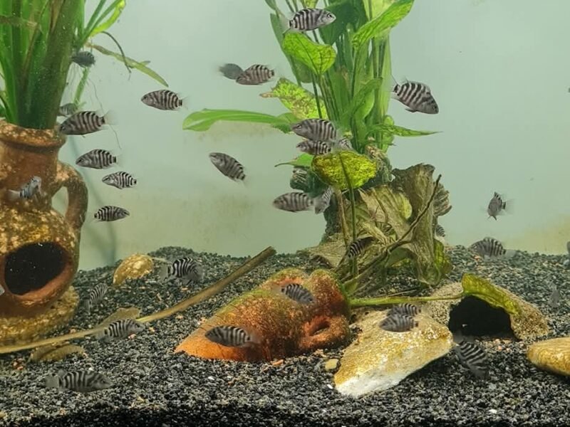 Don cichlidés zèbres