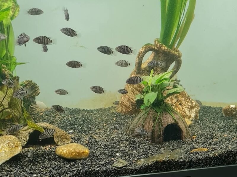 Don cichlidés zèbres