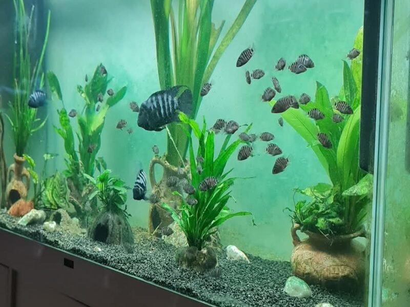 Don cichlidés zèbres