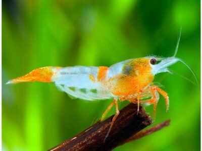 Crevette rili orange