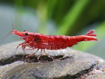 Neocaridina "Red Fire"
