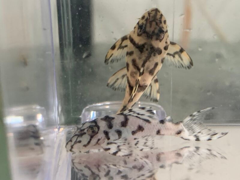 Hypancistrus L236 super yellow