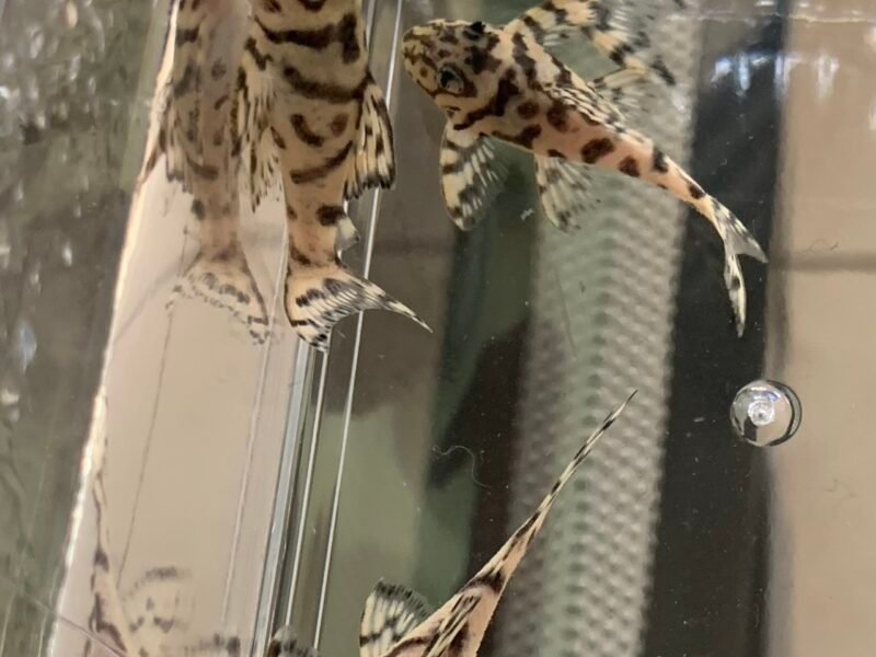 Hypancistrus L236 super yellow