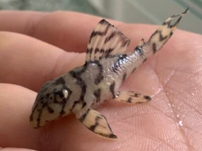 Hypancistrus L236 super yellow