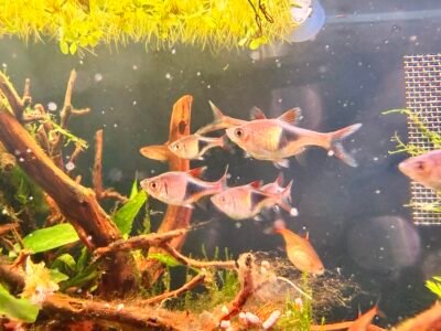 Vends Rasbora Arlequins