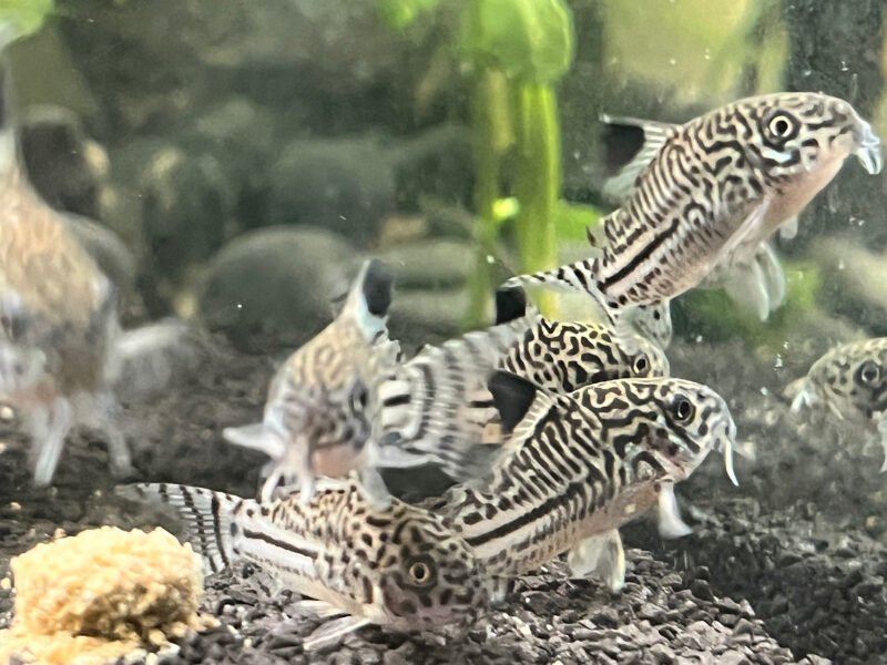 Corydoras-léopard