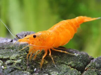 Crevettes orange