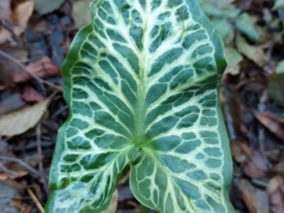 Arum italicum - bassin