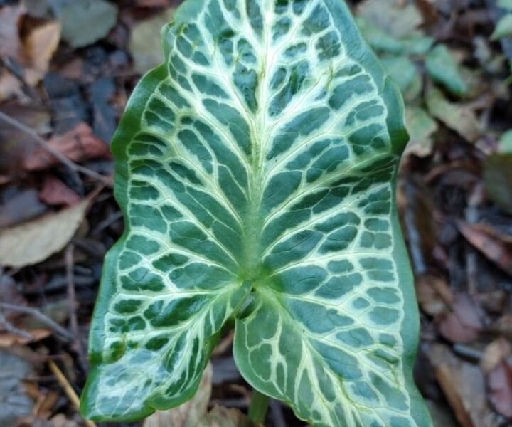 Arum italicum - bassin