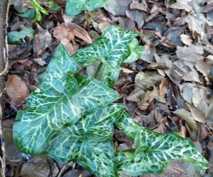 Arum italicum - bassin