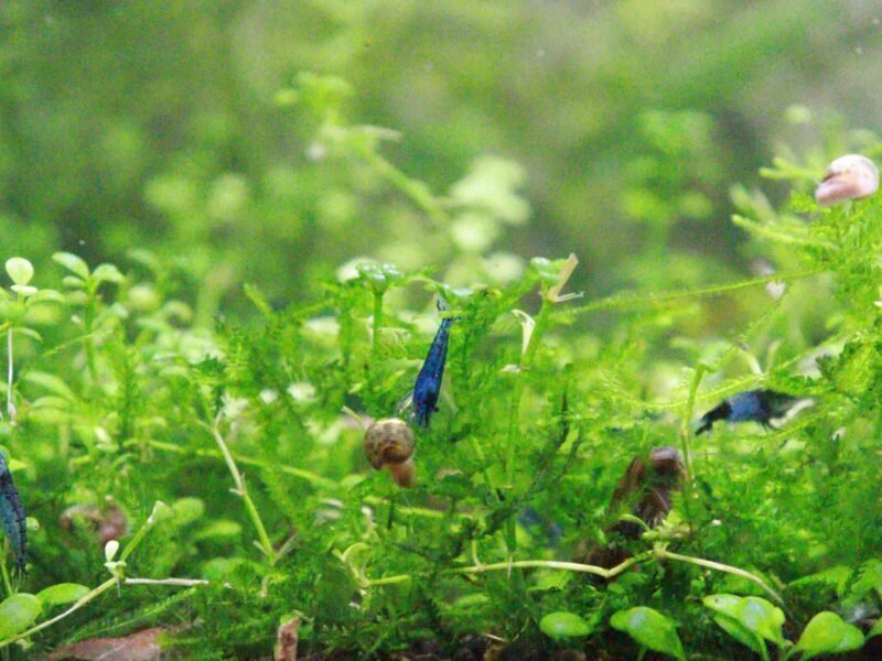 Crevettes bleu non uniforme