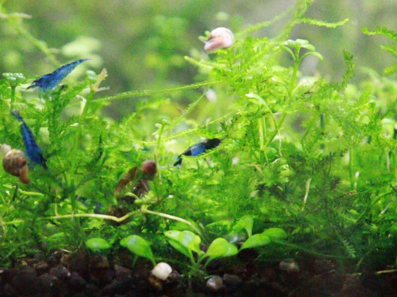 Crevettes bleu non uniforme