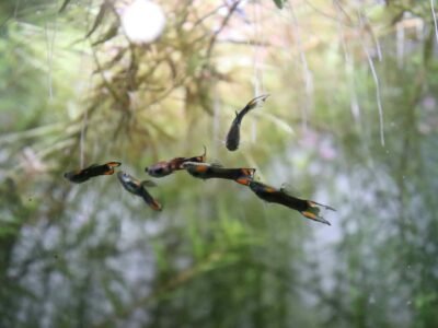 Guppys endler Mâles