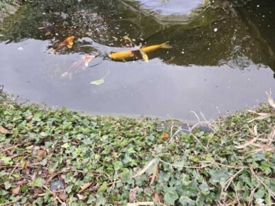 A vendre poissons de bassin