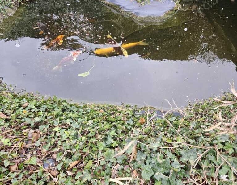 A vendre poissons de bassin