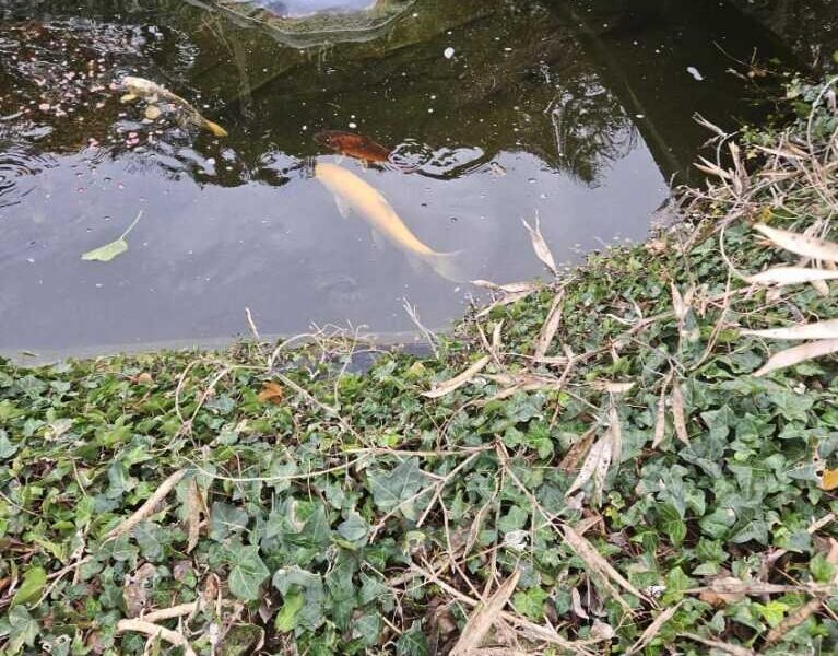 A vendre poissons de bassin