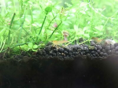 Crevettes orangé jaune