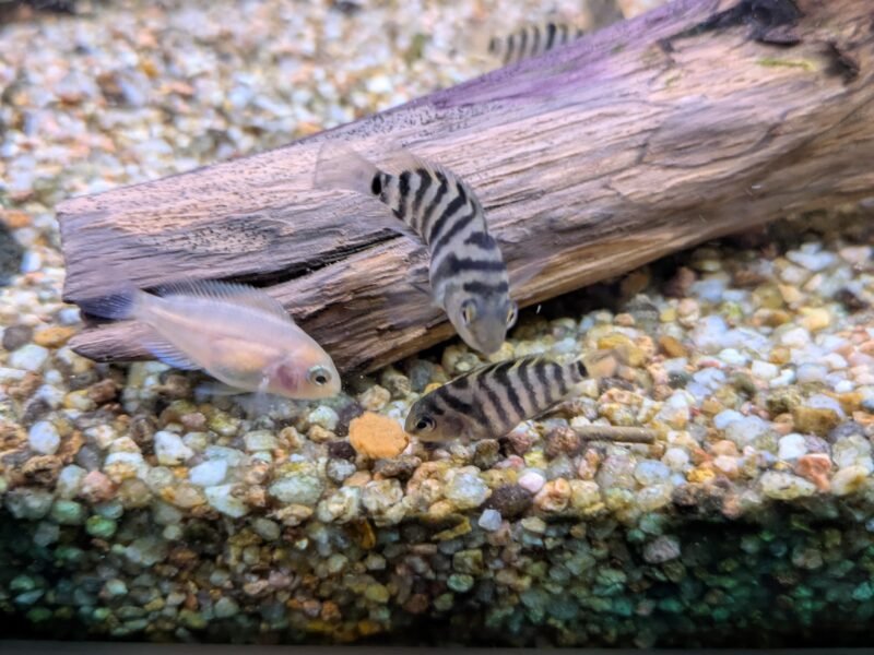 Donne Amatitlania nigrofasciata