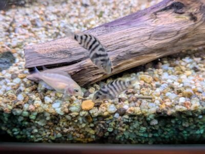 Donne Amatitlania nigrofasciata