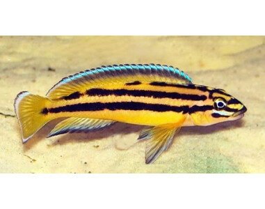 Julidochromis
