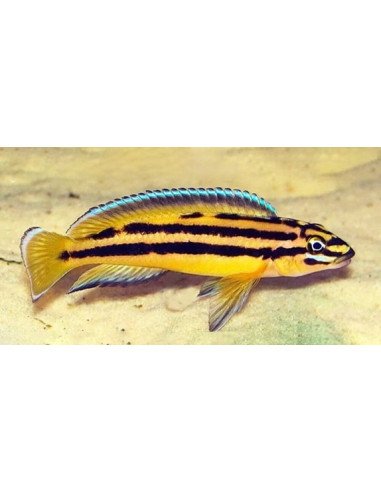 Julidochromis